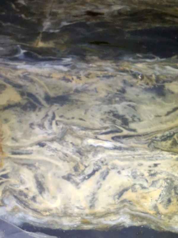 Apparent mold-like growth on a saturated crawlspace vapor barrier